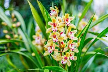 Entretien et culture des orchidées
