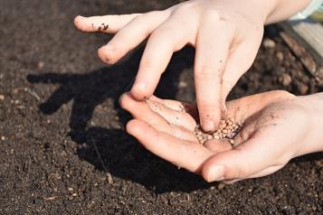 Comment cultiver des radis