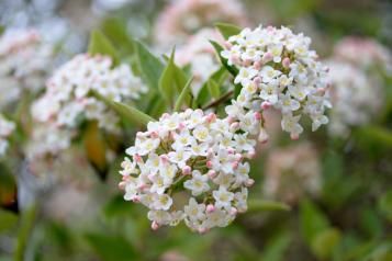 Planter un arbuste odorant 