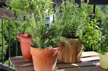 Quelles plantes en pot pour une exposition plein soleil