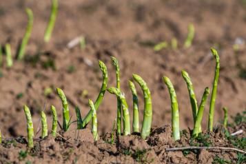 Culture et entretien des asperges