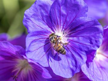 Love the Garden / Geranium / Growing Guide 