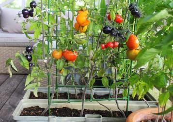 Veg Being Grown on balcony in planters