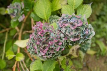 L'entretien des hortensias