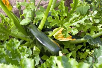 Légumes-fruits : Planter, Semer