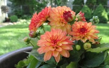 Comment planter les dahlias