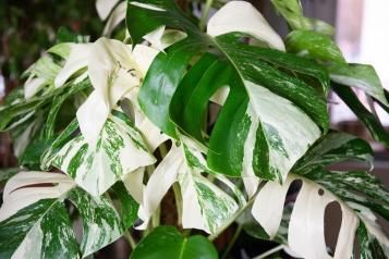 Cultiver le monstera