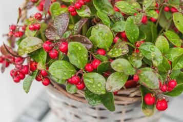 Perfect Patio | David Domoney | Miracle Gro | Love The Garden