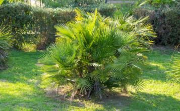 Comment cultiver un palmier dans son jardin