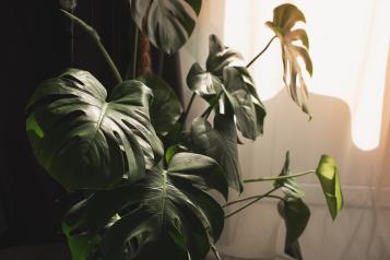 Grow your indoor jungle | David Domoney | Miracle Gro