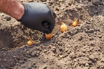 Planting bulbs | David Domoney | Miracle Gro | Love The Garden