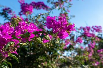 Planter le bougainvillier 