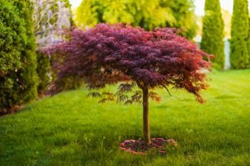 Planter un érable du Japon