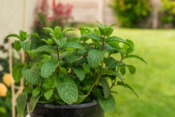 Entretien et culture de la menthe