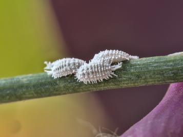 Traiter les cochenilles sur les plantes d'intérieur