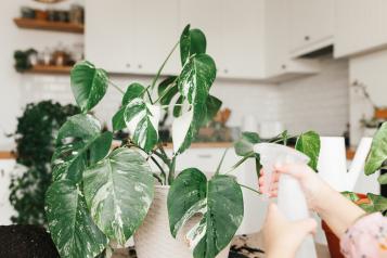 Les plantes d'intérieur