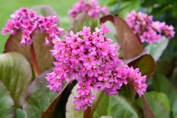 Tout savoir sur le bergenia