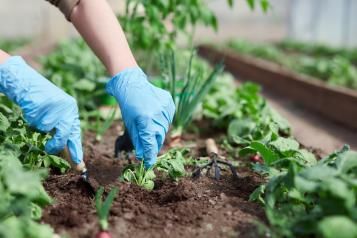 Comment planter les radis