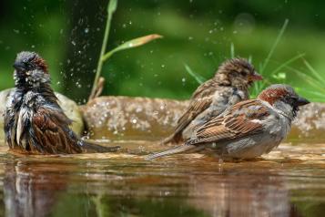 Get ready for autumnwatch - bird bath