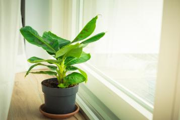 Planter un bananier en pot