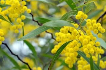 Culture du mimosa en pot