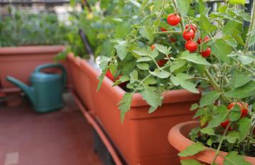 La culture des tomates