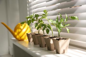 Les semis de tomates