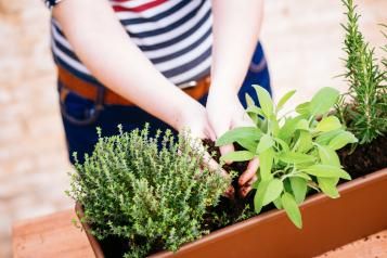 Cultiver des herbes aromatiques sur un balcon