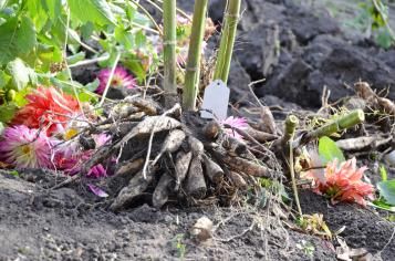 L'hivernage des dahlias