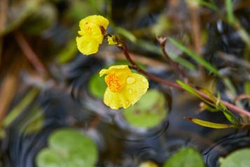 Utricularia