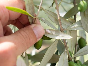 Cochenille sur feuilles d'olivier