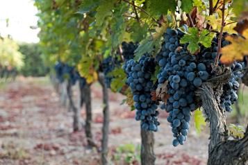 Culture et entretien de la vigne