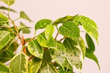 Home-boosting houseplants | David Domoney | Miracle-Gro