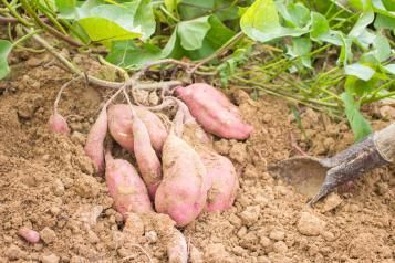 Plantation culture et récolte de la patate douce