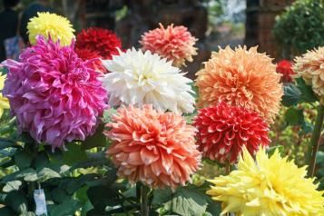 Comment cultiver les dahlias