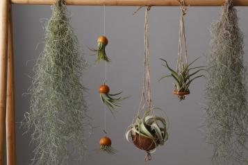 Air Plants Hanging