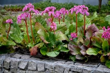 Tout savoir sur le bergenia