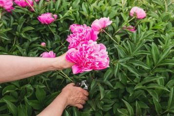 Cultiver les pivoines