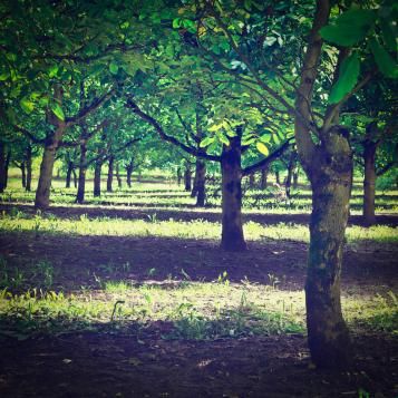 Arbres fruitiers : se lancer...