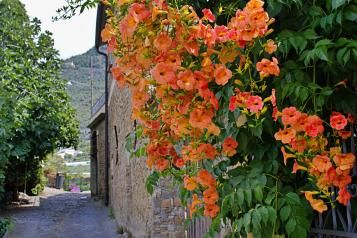 Planter une plante grimpante