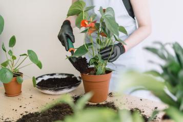 Rempoter un anthurium