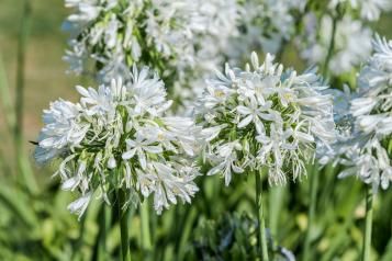 Planter les agapanthes