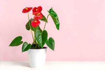 Quelles astuces pour entretenir un anthurium