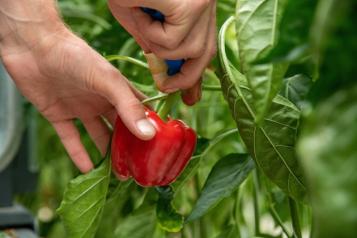 Comment planter les poivrons