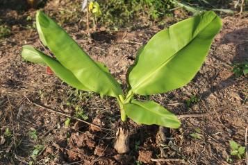 Planter un bananier