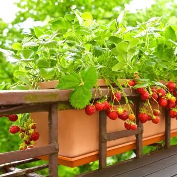 Strawberries growing in a pot that fits over a rail