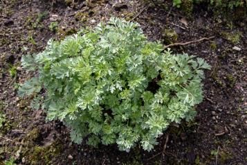 Planter de l'absinthe