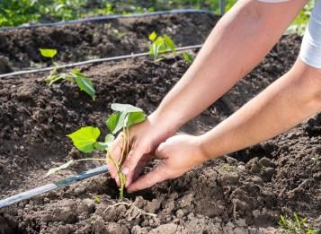 Plantation culture et récolte de la patate douce