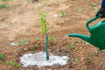 Planter des arbres fruitiers