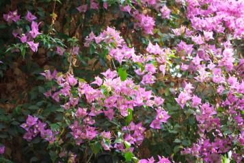 Planter le bougainvillier 